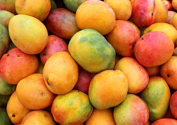 Fresh mangoes harvested from Kenyan orchard