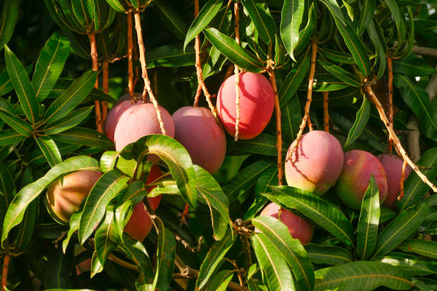 Ripe mangoes hanging on tree in orchard